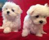 Puppies for sale Canada, Ontario Maltese