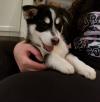 Puppies for sale USA, Arizona Haski