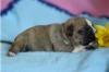 Puppies for sale Cyprus, Limassol English Bulldog