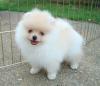 Puppies for sale Georgia, Burn Pomeranian Spitz