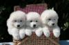 Puppies for sale Moldova, Bender Samoyed dog (Samoyed)