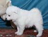 Puppies for sale Belarus, Minsk Samoyed dog (Samoyed)