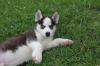 Puppies for sale Russia, Grand Canyon Haski