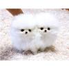 Puppies for sale Spain, Barcelona Maltese