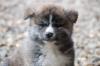 Puppies for sale Slovenia, Novi Sad Akita