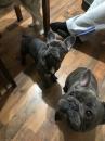 Puppies for sale Austria, Vienna French Bulldog