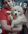 Puppies for sale Germany, Dortmund Golden Retriever