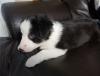 Puppies for sale Cyprus, Protaras Border Collie