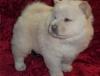 Puppies for sale Cyprus, Nicosia Chow Chow