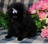 Puppies for sale Germany, Baden-Baden Pomeranian Spitz