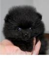 Puppies for sale Germany, Brandenburg Pomeranian Spitz