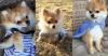 Buy a dog Cyprus, Nicosia Pomeranian Spitz