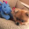 Dogs free Germany, Augsburg Pomeranian Spitz