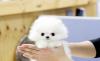 Puppies for sale USA, California, San Francisco Pomeranian Spitz