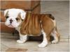 Puppies for sale USA, California, San Diego English Bulldog