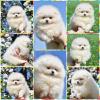 Puppies for sale Slovenia, Shabatts, Loznica Pomeranian Spitz