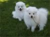 Puppies for sale USA, Pennsylvania, Philadelphia Eskimo dog