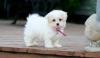 Puppies for sale USA, District Of Columbia Maltese