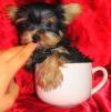Puppies for sale Canada, Manitoba, Winnipeg Yorkshire Terrier