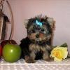 Puppies for sale Canada, Quebec, Quebec City Yorkshire Terrier