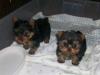 Puppies for sale Canada, Quebec, Montreal Yorkshire Terrier