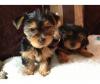 Puppies for sale Canada, Alberta, Edmonton Yorkshire Terrier