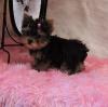 Puppies for sale Canada, Alberta Yorkshire Terrier