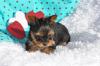 Puppies for sale Canada, Manitoba Yorkshire Terrier
