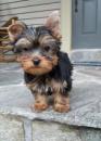 Puppies for sale Canada, Alberta, Calgary Yorkshire Terrier
