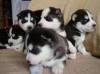 Puppies for sale Netherlands, Groningen Haski