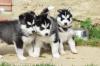 Puppies for sale Denmark, Aarhus Haski