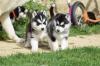 Puppies for sale Denmark, Kopenagen Haski