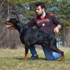 Find a mate for dog, male Austria, Vienna Doberman