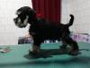 Puppies for sale Slovenia, Krusevac Other breed, Black Schnauzer