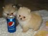 Puppies for sale USA, Georgia Pomeranian Spitz