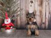 Puppies for sale Cyprus, Ayia Napa Yorkshire Terrier
