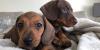 Puppies for sale Austria, Vienna Dachshund