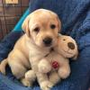 Puppies for sale Cyprus, Ayia Napa Labrador