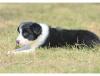 Puppies for sale Cyprus, Paphos Border Collie