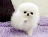 Puppies for sale Cyprus, Ayia Napa Pomeranian Spitz