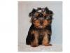 Puppies for sale Cyprus, Ayia Napa Yorkshire Terrier