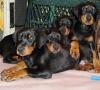 Puppies for sale Slovenia, Novi Sad Doberman