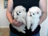 Puppies for sale Cyprus, Ayia Napa Pomeranian Spitz