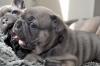 Puppies for sale Canada, Alberta French Bulldog