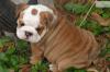 Puppies for sale United Kingdom, Cambridge English Bulldog