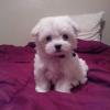 Puppies for sale Cyprus, Protaras Maltese