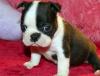 Puppies for sale Cyprus, Ayia Napa Boston Terrier