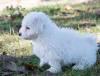 Puppies for sale Cyprus, Protaras Bichon
