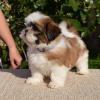 Puppies for sale Cyprus, Protaras Shih Tzu