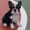 Puppies for sale Cyprus, Nicosia French Bulldog